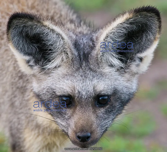 : Africa. Tanzania. Bat-Eared Fox at Ndutu : Africa. Tanzania. Bat-Eared Fox at Ndutu