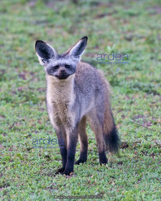 : Africa. Tanzania. Bat-Eared Fox at Ndutu : Africa. Tanzania. Bat-Eared Fox at Ndutu
