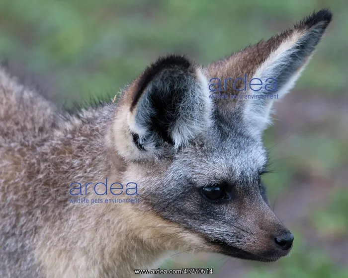 : Africa. Tanzania. Bat-Eared Fox at Ndutu : Africa. Tanzania. Bat-Eared Fox at Ndutu