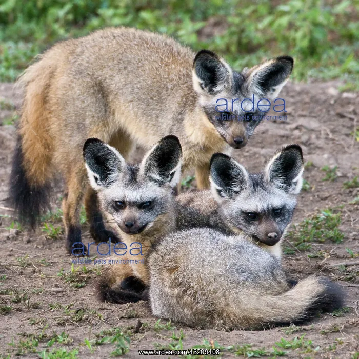 : Africa. Tanzania. Bat-Eared Foxes at Ndutu : Africa. Tanzania. Bat-Eared Foxes at Ndutu