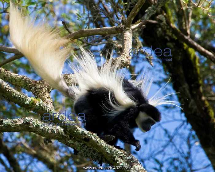 : Africa. Tanzania. Black-and White Colobus : Africa. Tanzania. Black-and White Colobus