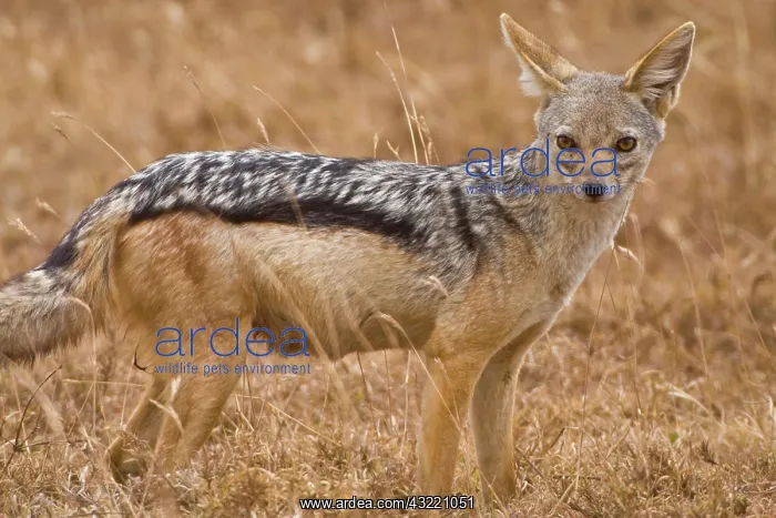 : Africa. Tanzania. Black-backed Jackal at : Africa. Tanzania. Black-backed Jackal at