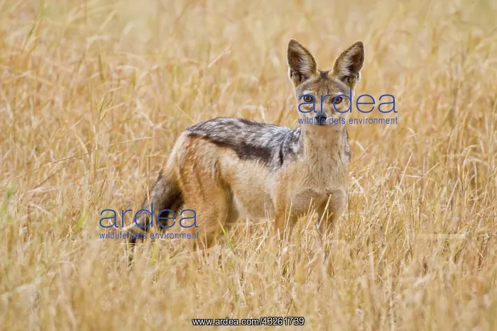 : Africa. Tanzania. Black-backed Jackal at : Africa. Tanzania. Black-backed Jackal at