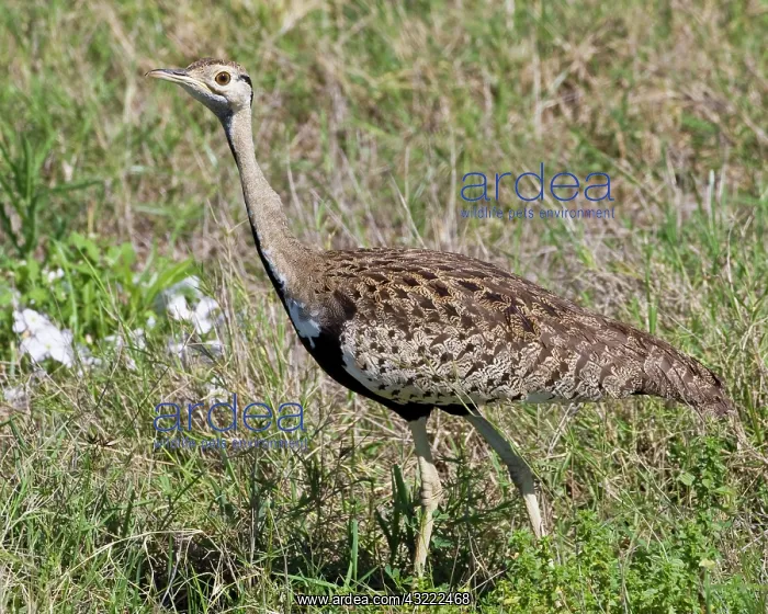 : Africa. Tanzania. Black-Bellied Bustard : Africa. Tanzania. Black-Bellied Bustard