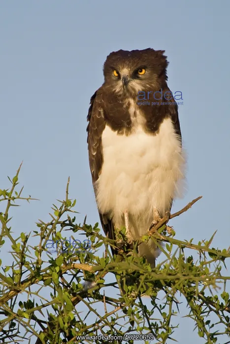 : Africa. Tanzania. Black-Chested Snake Eagle : Africa. Tanzania. Black-Chested Snake Eagle