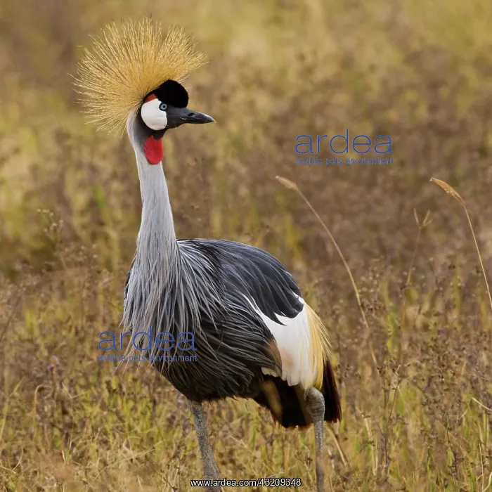 : Africa. Tanzania. Black Crowned Crane in : Africa. Tanzania. Black Crowned Crane in