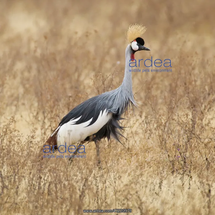  : Africa. Tanzania. Black Crowned Crane in