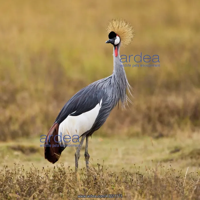 : Africa. Tanzania. Black Crowned Crane in : Africa. Tanzania. Black Crowned Crane in