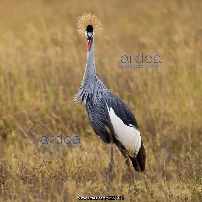 : Africa. Tanzania. Black Crowned Crane in : Africa. Tanzania. Black Crowned Crane in