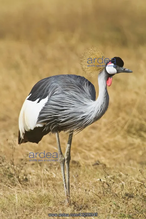 : Africa. Tanzania. Black Crowned Crane in : Africa. Tanzania. Black Crowned Crane in