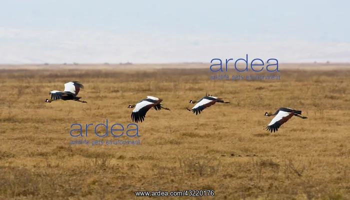 : Africa. Tanzania. Black Crowned Cranes flying : Africa. Tanzania. Black Crowned Cranes flying