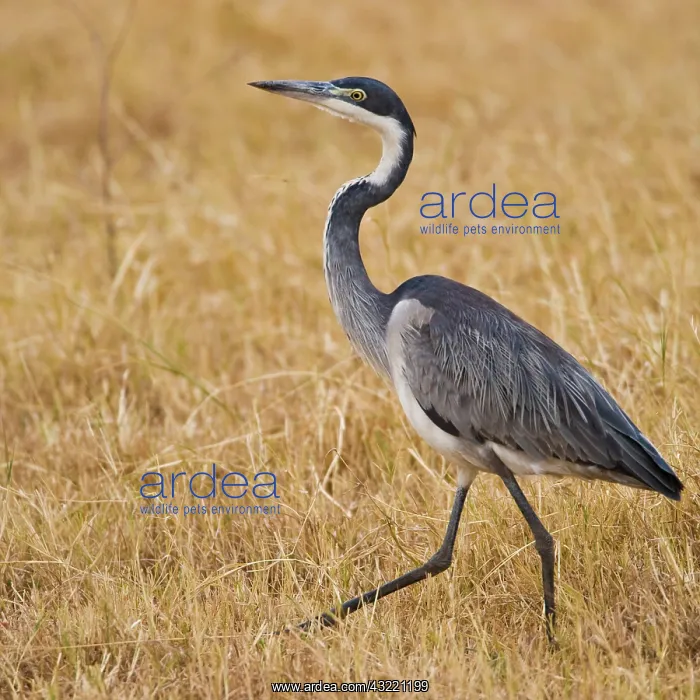 : Africa. Tanzania. Black-headed Heron in : Africa. Tanzania. Black-headed Heron in