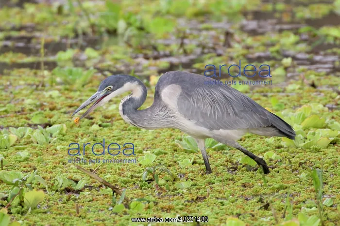 : Africa. Tanzania. Black-headed Heron with : Africa. Tanzania. Black-headed Heron with