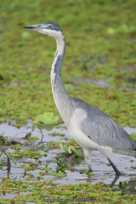 : Africa. Tanzania. Black-headed Heron at : Africa. Tanzania. Black-headed Heron at
