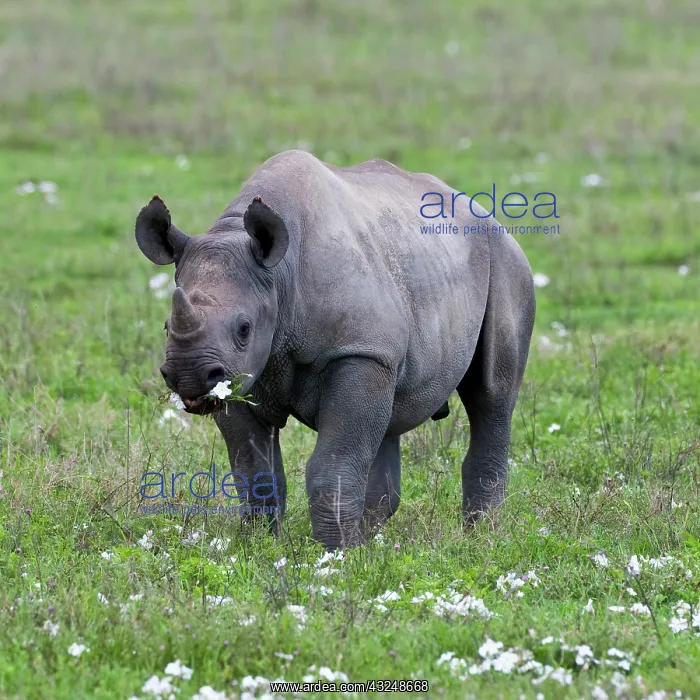 : Africa. Tanzania. Black Rhinocerus calf : Africa. Tanzania. Black Rhinocerus calf