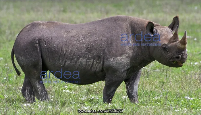 : Africa. Tanzania. Black Rhinocerus female : Africa. Tanzania. Black Rhinocerus female