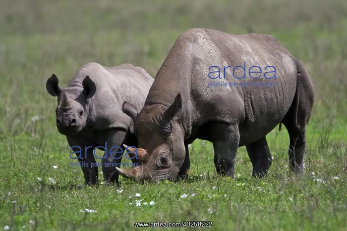 : Africa. Tanzania. Black Rhinocerus female : Africa. Tanzania. Black Rhinocerus female