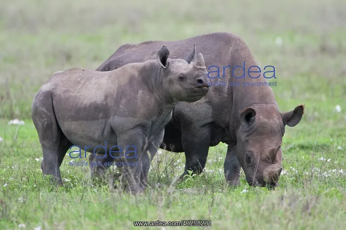 : Africa. Tanzania. Black Rhinocerus female : Africa. Tanzania. Black Rhinocerus female