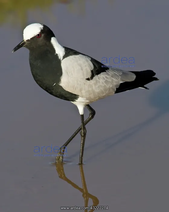 : Africa. Tanzania. Blacksmith Plover in Ngorongoro : Africa. Tanzania. Blacksmith Plover in Ngorongoro