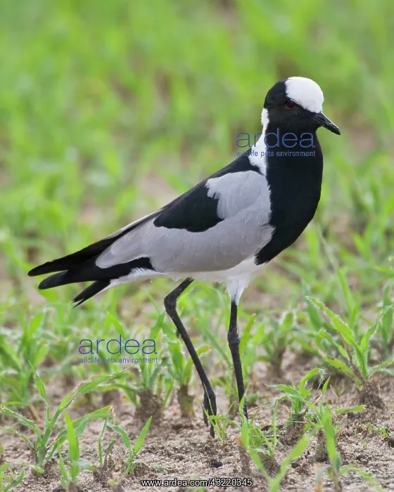 : Africa. Tanzania. Blacksmith Plover in Tarangire : Africa. Tanzania. Blacksmith Plover in Tarangire