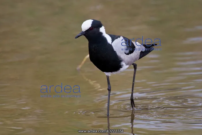 : Africa. Tanzania. Blacksmith Plover at Tarangire : Africa. Tanzania. Blacksmith Plover at Tarangire