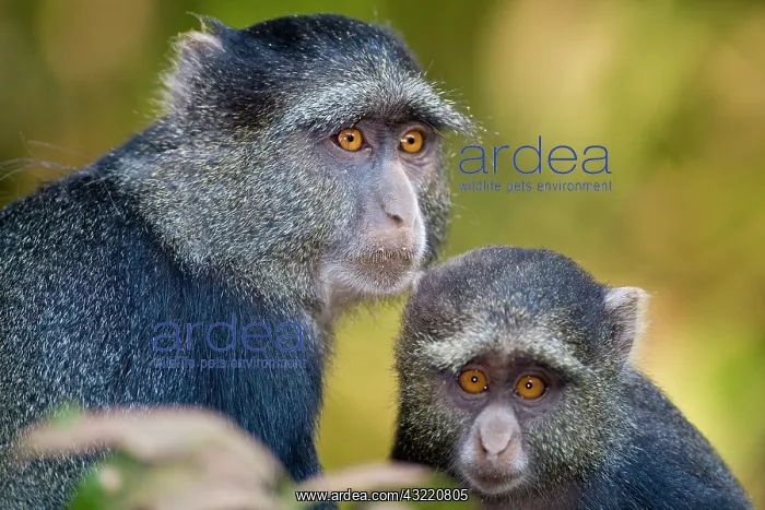 : Africa. Tanzania. Blue Monkey mother with : Africa. Tanzania. Blue Monkey mother with
