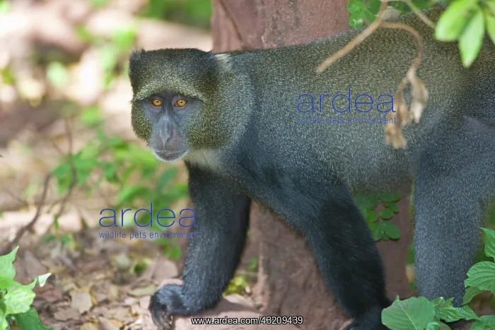 : Africa. Tanzania. Blue Monkey (Syke's Monkey) : Africa. Tanzania. Blue Monkey (Syke's Monkey)
