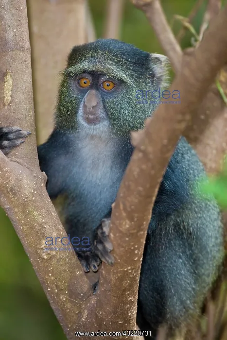 : Africa. Tanzania. Blue Monkey (Syke's Monkey) : Africa. Tanzania. Blue Monkey (Syke's Monkey)