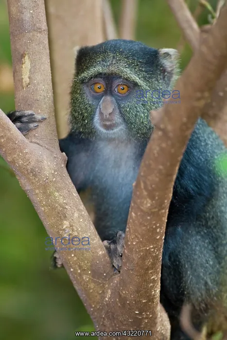 : Africa. Tanzania. Blue Monkey (Syke's Monkey) : Africa. Tanzania. Blue Monkey (Syke's Monkey)