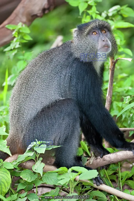 : Africa. Tanzania. Blue Monkey (Syke's Monkey) : Africa. Tanzania. Blue Monkey (Syke's Monkey)