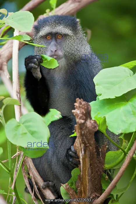: Africa. Tanzania. Blue Monkey (Syke's Monkey) : Africa. Tanzania. Blue Monkey (Syke's Monkey)