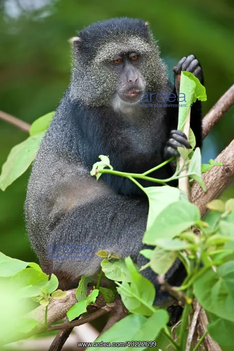 : Africa. Tanzania. Blue Monkey (Syke's Monkey) : Africa. Tanzania. Blue Monkey (Syke's Monkey)