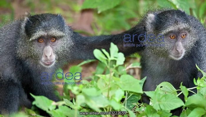 : Africa. Tanzania. Blue Monkeys (Syke's Monkey) : Africa. Tanzania. Blue Monkeys (Syke's Monkey)