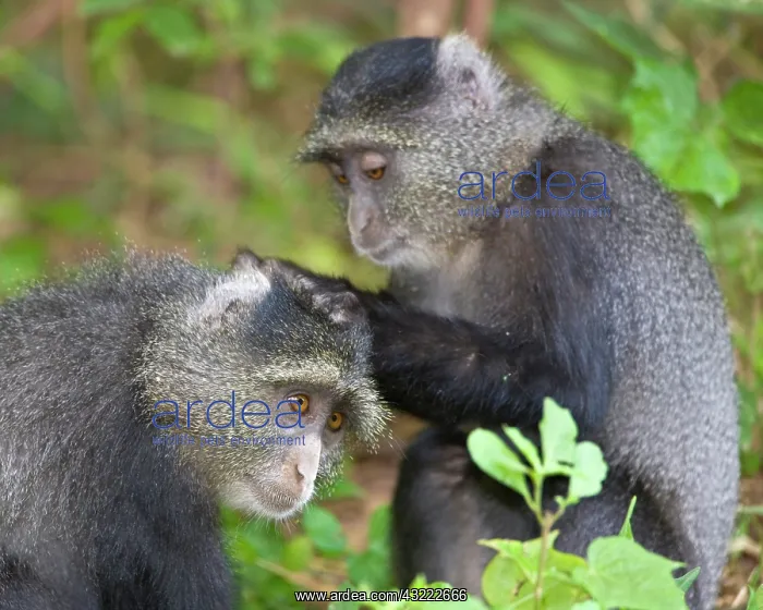  : Africa. Tanzania. Blue Monkeys (Syke's Monkey)