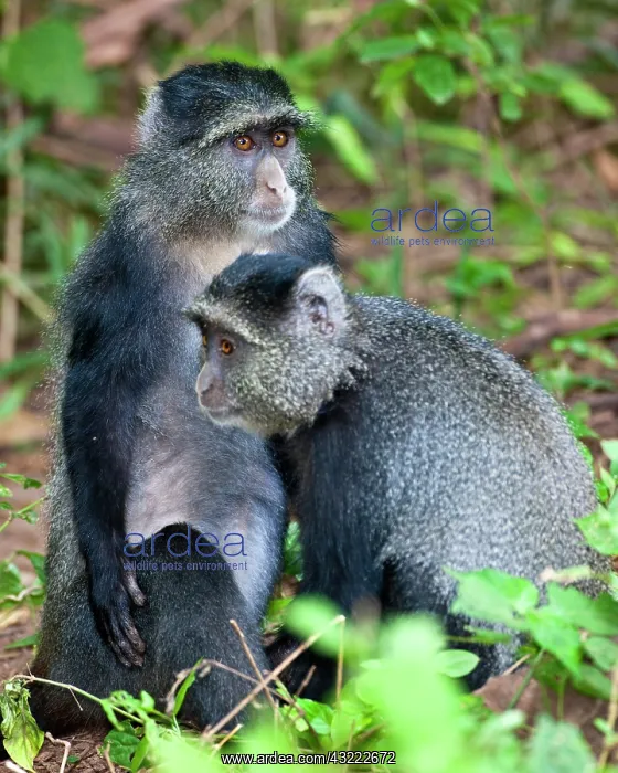 : Africa. Tanzania. Blue Monkeys (Syke's Monkey) : Africa. Tanzania. Blue Monkeys (Syke's Monkey)