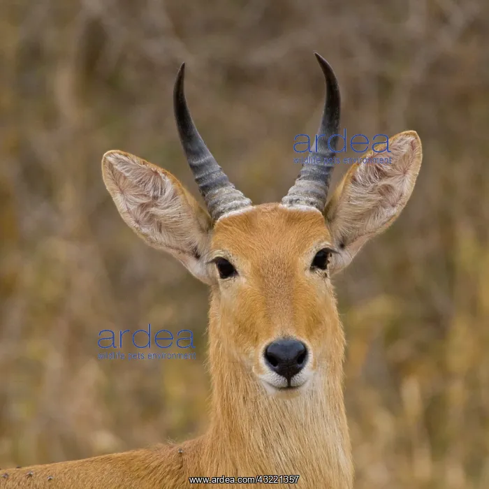 : Africa. Tanzania. Bohor's Reedbuck antelope : Africa. Tanzania. Bohor's Reedbuck antelope
