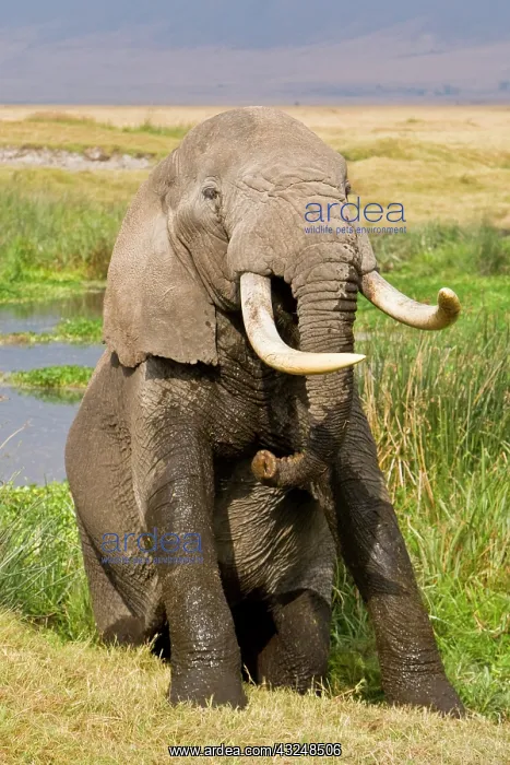 : Africa. Tanzania. Bull Elephant emerges : Africa. Tanzania. Bull Elephant emerges