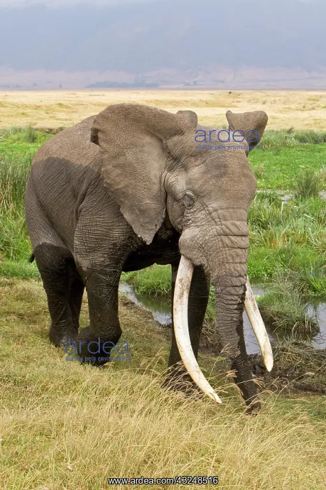 : Africa. Tanzania. Bull Elephant emerges : Africa. Tanzania. Bull Elephant emerges