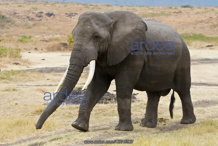 : Africa. Tanzania. Bull Elephant in Ngorongoro : Africa. Tanzania. Bull Elephant in Ngorongoro
