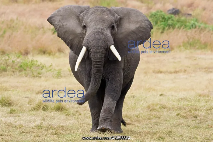 : Africa. Tanzania. Bull Elephant in Ngorongoro : Africa. Tanzania. Bull Elephant in Ngorongoro