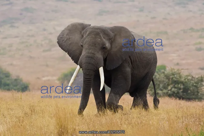 : Africa. Tanzania. Bull Elephant in Ngorongoro : Africa. Tanzania. Bull Elephant in Ngorongoro