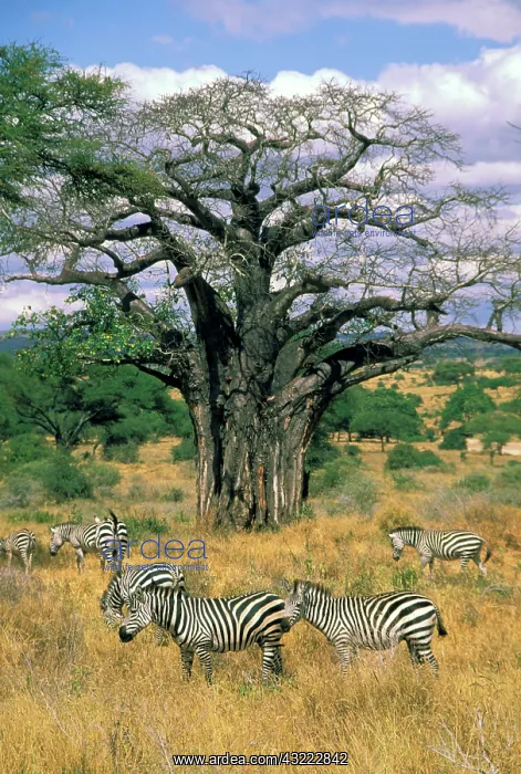 : Africa, Tanzania, Burchell's Zebra, or equus : Africa, Tanzania, Burchell's Zebra, or equus