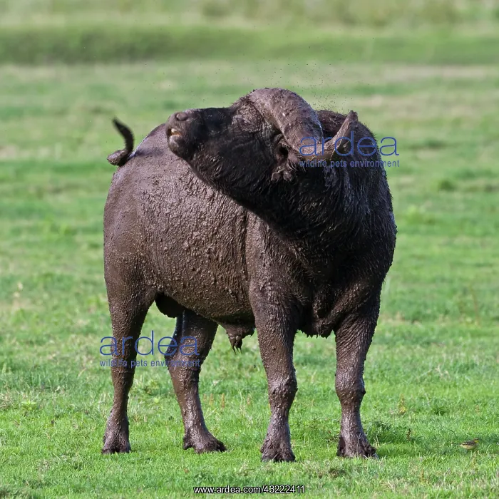  : Africa. Tanzania. Cape Buffalo after mud