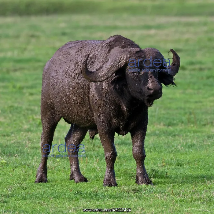 : Africa. Tanzania. Cape Buffalo after mud : Africa. Tanzania. Cape Buffalo after mud