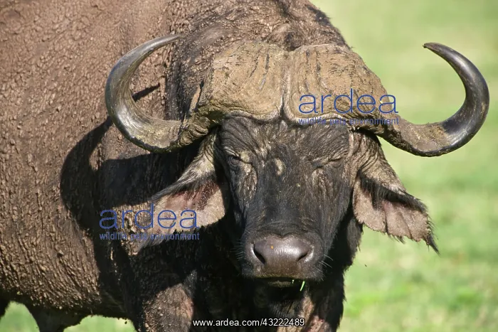 : Africa. Tanzania. Cape Buffalo in Ngorongoro : Africa. Tanzania. Cape Buffalo in Ngorongoro