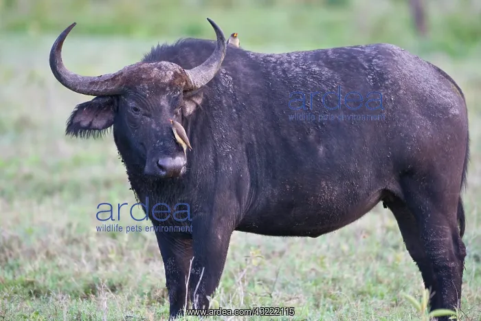 : Africa. Tanzania. Cape Buffalo with Red-Billed : Africa. Tanzania. Cape Buffalo with Red-Billed