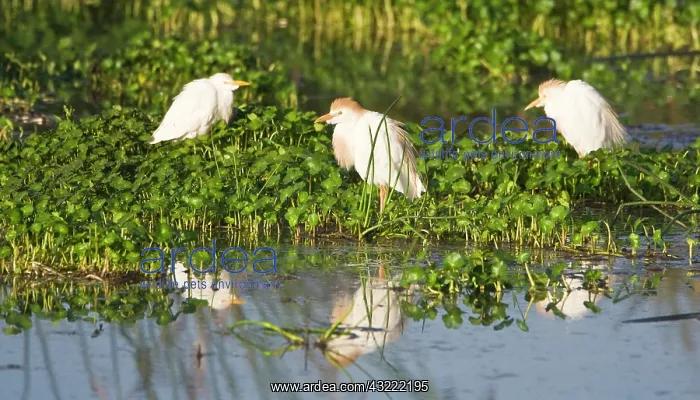 : Africa. Tanzania. Cattle Egrets in breeding : Africa. Tanzania. Cattle Egrets in breeding