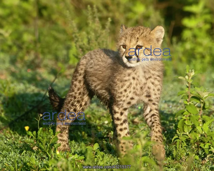 : Africa. Tanzania. Cheetah cub at Ndutu in : Africa. Tanzania. Cheetah cub at Ndutu in