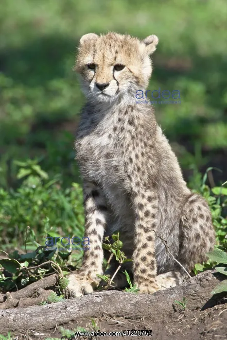 : Africa. Tanzania. Cheetah cub at Ndutu in : Africa. Tanzania. Cheetah cub at Ndutu in