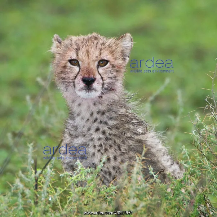 : Africa. Tanzania. Cheetah cub at Ndutu in : Africa. Tanzania. Cheetah cub at Ndutu in